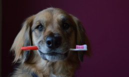 Maand van de gebitsverzorging: hond