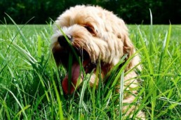 Teken bij hond en kat