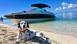 Vakantie met hond boot
