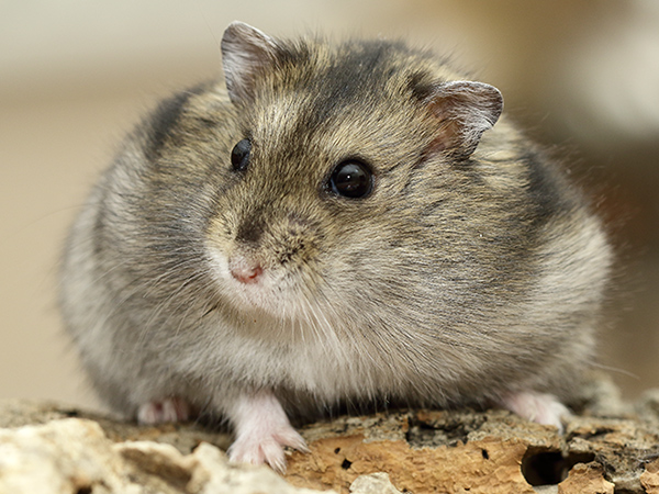 Hamster als huisdier Benodigheden en tips Dierspecialist nl Blog