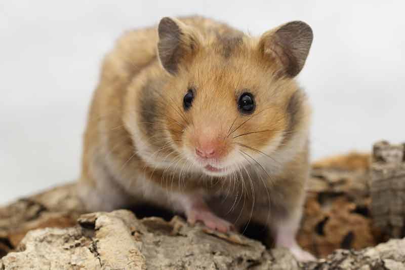 jas ritme Altijd Hamster als huisdier? Benodigheden en tips | Dierspecialist.nl Blog